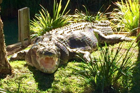 Central Coast Private Tour From Sydney, With Australian Reptile Park Option - Attractions 4
