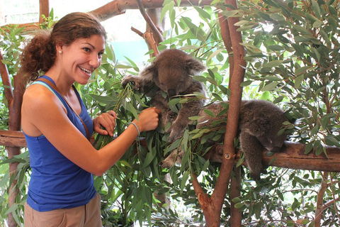 Pinnacles Desert, Koalas And Sandboarding 4WD Day Tour From Perth - Attractions 5