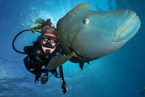 Great Barrier Reef Snorkeling And Diving Cruise From Cairns - Attractions 0