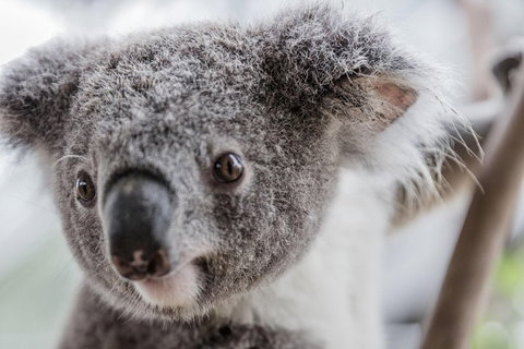 Ultimate Sydney Pass - Attractions 2