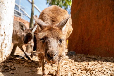 WILD LIFE Sydney Entrance Ticket - Attractions 3