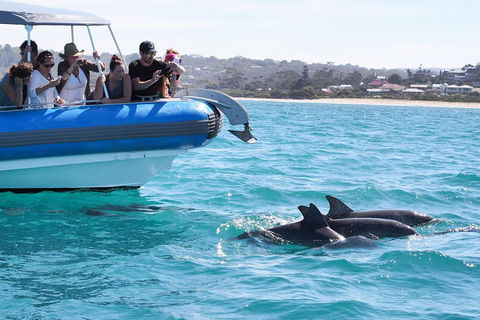 Seal Island Boat Tour From Victor Harbor - Attractions 5