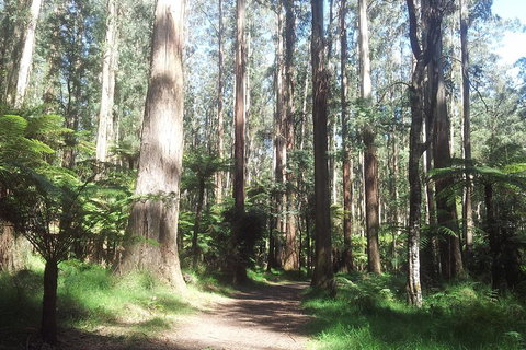 Dandenong Ranges Private Tour Including William Ricketts Sanctuary - See Attractions 0