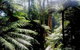 Dandenong Ranges Private Tour Including William Ricketts Sanctuary - thumb 1