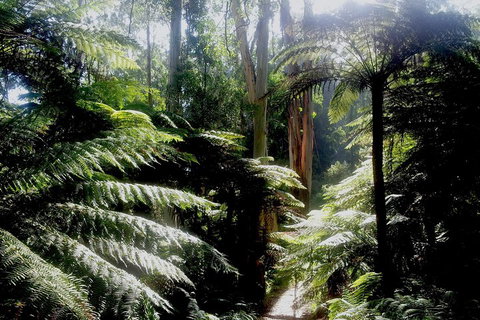 Dandenong Ranges Private Tour Including William Ricketts Sanctuary - See Attractions 1
