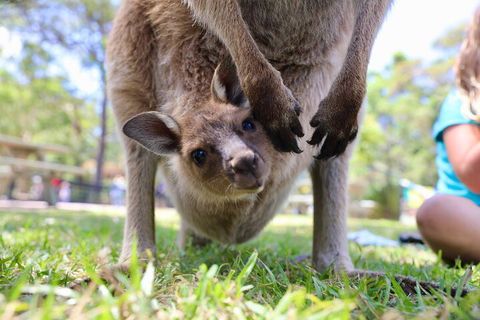 Luxury Hunter Valley Wildlife, Wine & Vodka Tasting Tour From Sydney - Attractions 3