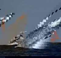 Sydney Harbour Tall Ship Whale  Sail - Whale Watching Cruise - Attractions