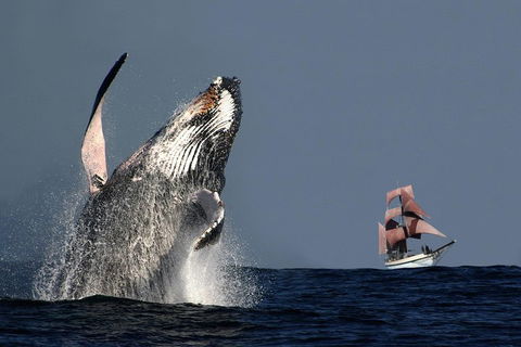 Sydney Harbour Tall Ship Whale & Sail - Whale Watching Cruise - Attractions 0