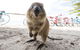 Rottnest Island Round-Trip Ferry From Perth Or Fremantle - thumb 3