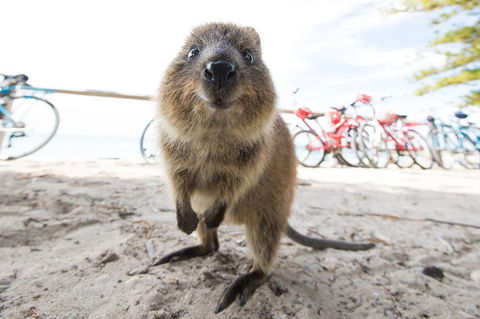 Rottnest Island Round-Trip Ferry From Perth Or Fremantle - Attractions 3