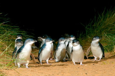 Puffing Billy Moonlit Sanctuary  Penguins Day Tour
