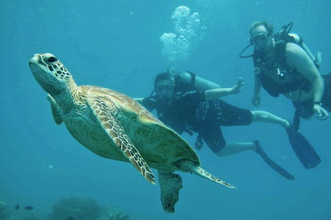 Ocean Freedom Great Barrier Reef Personal Luxury Snorkel & Dive Cruise, Cairns - Attractions 4
