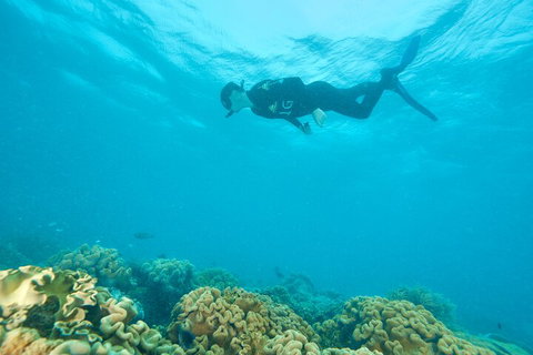 Ocean Freedom Great Barrier Reef Personal Luxury Snorkel & Dive Cruise, Cairns - Attractions 5