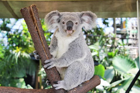 Cairns ZOOM And Wildlife Dome - Attractions 0