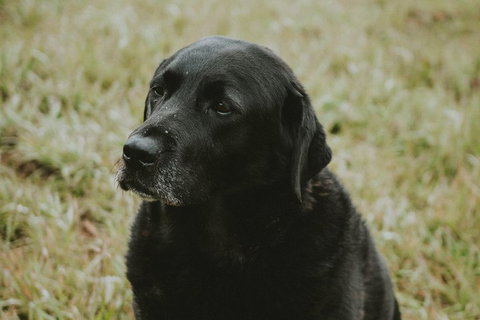 Daylesford Wine Tours: Wine, Cider, Gin, Vodka, Port, Food & Sights Tours! - Attractions 4