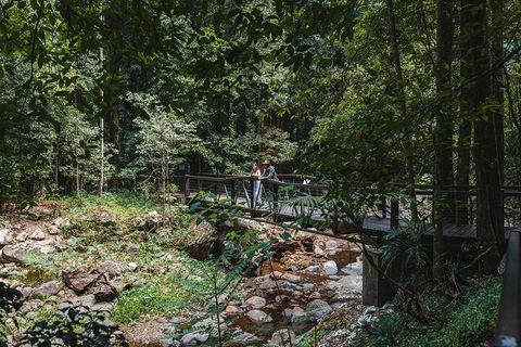 Springbrook AndTamborine Rainforest Tour Incl Natural Bridge And Glow Worm Cave - Attractions 3