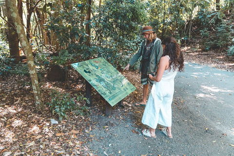 Springbrook AndTamborine Rainforest Tour Incl Natural Bridge And Glow Worm Cave - Attractions 5