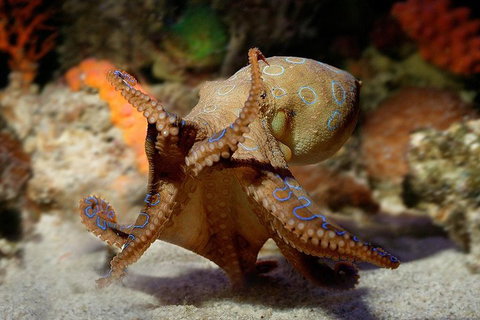 General Admission Entry At AQWA - Attractions 0