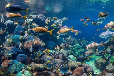 General Admission Entry At AQWA - Attractions 5