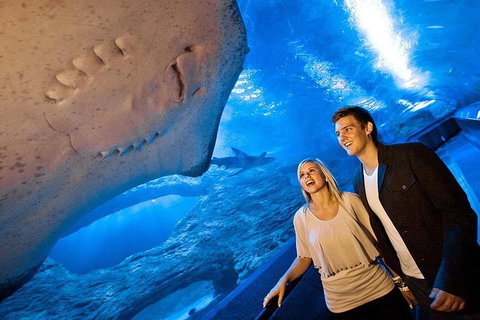 Dive With Sharks At AQWA - Attractions 0