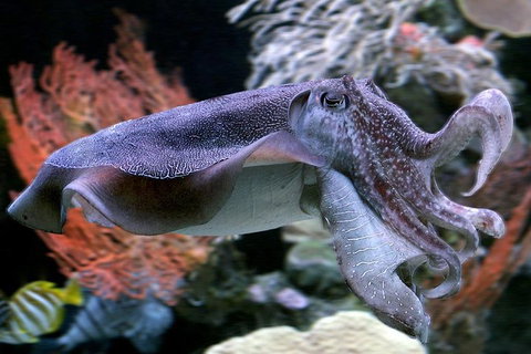 Dive With Sharks At AQWA - Attractions 1