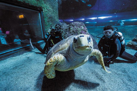 Dive With Sharks At AQWA - Attractions 2