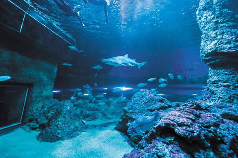 Dive With Sharks At AQWA - Attractions 3