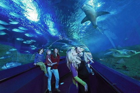 Dive With Sharks At AQWA - Attractions 5
