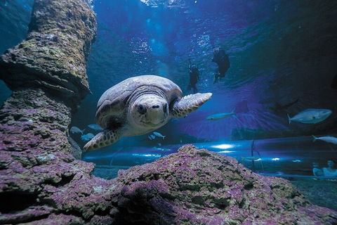 Lunch And General Admission Entry At AQWA - Attractions 5