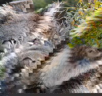 Kuranda Koala Gardens and Birdworld Admission Tickets - Attractions