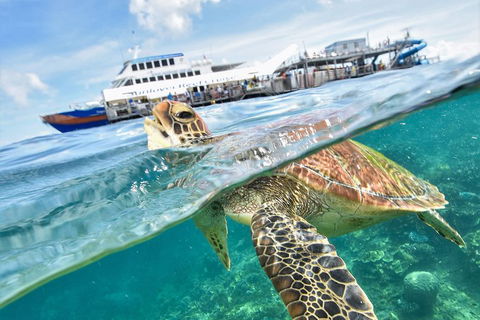 Outer Reef Pontoon Experience From Cairns - Attractions 5