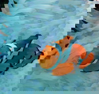 Seastar Luxury Outer Great Barrier Reef Island and Reef Tour from Cairns - Attractions