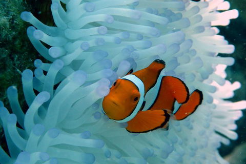 Seastar Luxury Outer Great Barrier Reef Island And Reef Tour From Cairns - Attractions 0