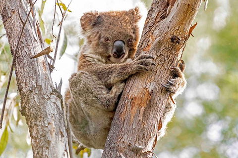 Wild Australian Wildlife 4WD Tour From Sydney - Attractions 1