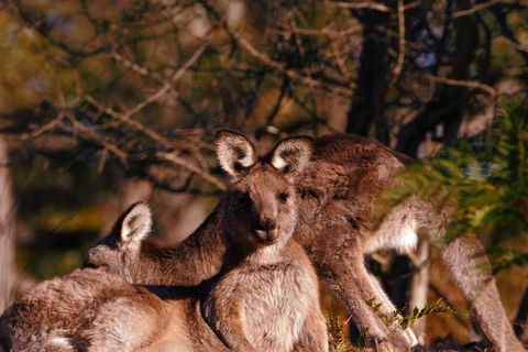 Wild Australian Wildlife 4WD Tour From Sydney - Attractions 3