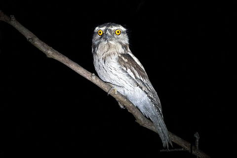 Wild Australian Wildlife 4WD Tour From Sydney - Attractions 4