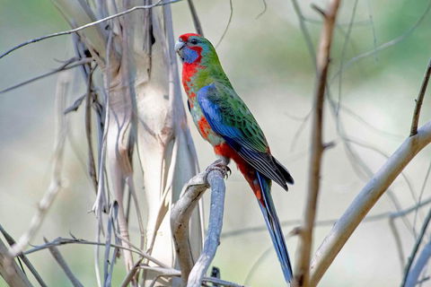 Wild Australian Wildlife 4WD Tour From Sydney - Attractions 5