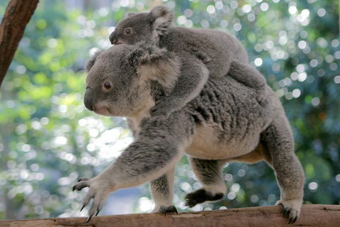 Lone Pine Koala Sanctuary Admission With Brisbane River Cruise - Attractions 0