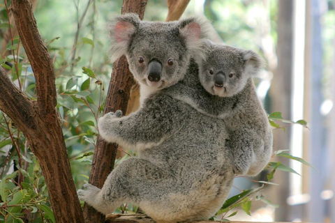 Lone Pine Koala Sanctuary Admission With Brisbane River Cruise - Attractions 3
