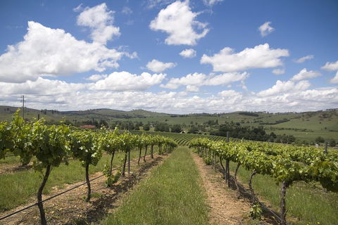 Hunter Valley Wine Tour From Sydney Incl Lunch, Cheese, Chocolate And Distillery - Attractions 0
