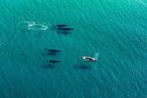 25-30 Minute Newcastle & Macquarie Helicopter Shared Flight - Attractions 4