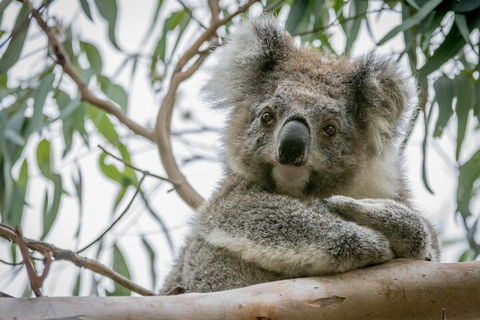 Great Ocean Road & Grampians National Park Tour - 3 Days, 2 Nights - Attractions 2