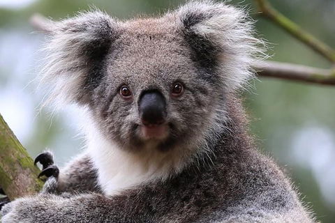 Melbourne's Jewish Scene - Attractions 1