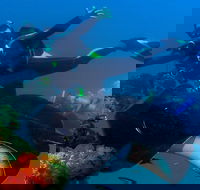 Scuba Dive the S.S. Yongala Wreck on the Great Barrier Reef. - Attractions