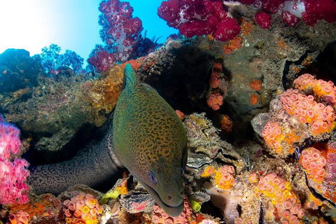 Scuba Dive The S.S. Yongala Wreck On The Great Barrier Reef. - Attractions 1
