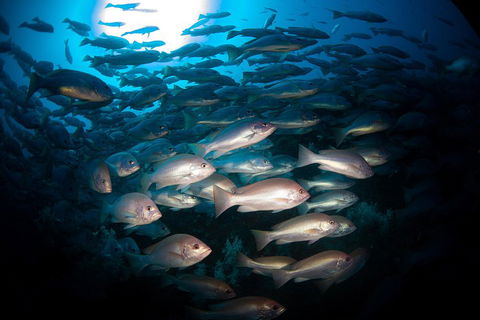 Scuba Dive The S.S. Yongala Wreck On The Great Barrier Reef. - Attractions 4