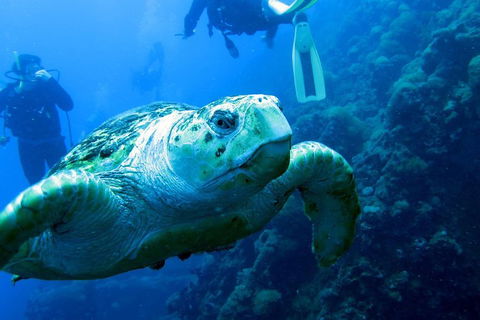 Scuba Dive The S.S. Yongala Wreck On The Great Barrier Reef. - Attractions 5