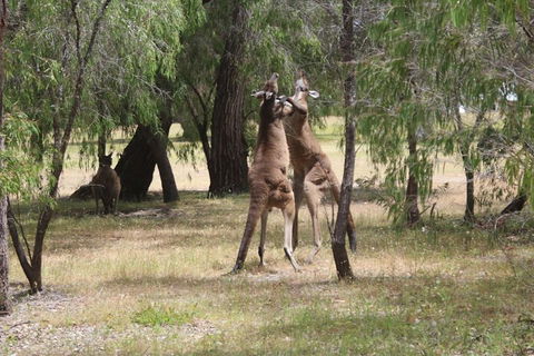 Margaret River Coastal And Wildlife Eco Trip From Busselton Or Dunsborough - Attractions 1